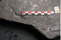 Foto (Detailansicht) von Senftenbergia crenata Lindl. et H. (NHMW-GEO-2024-0188-10943)